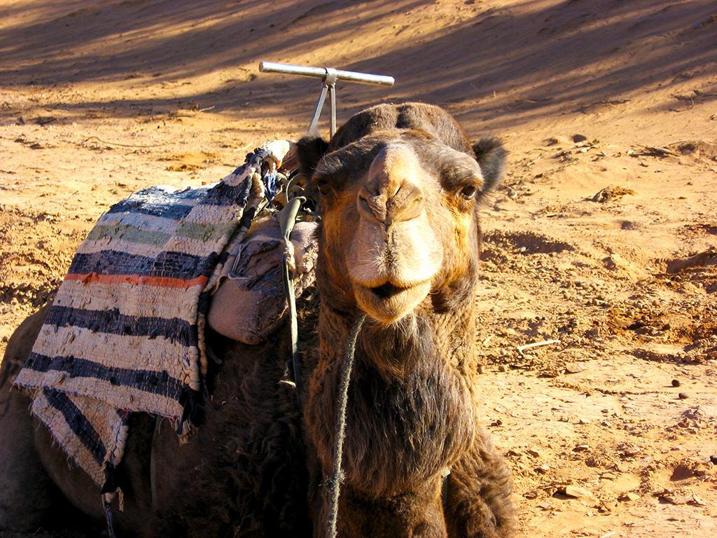 Riad Dar Zaouia Zagora Ngoại thất bức ảnh